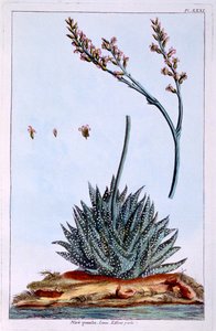 Aloe, Illustration from 